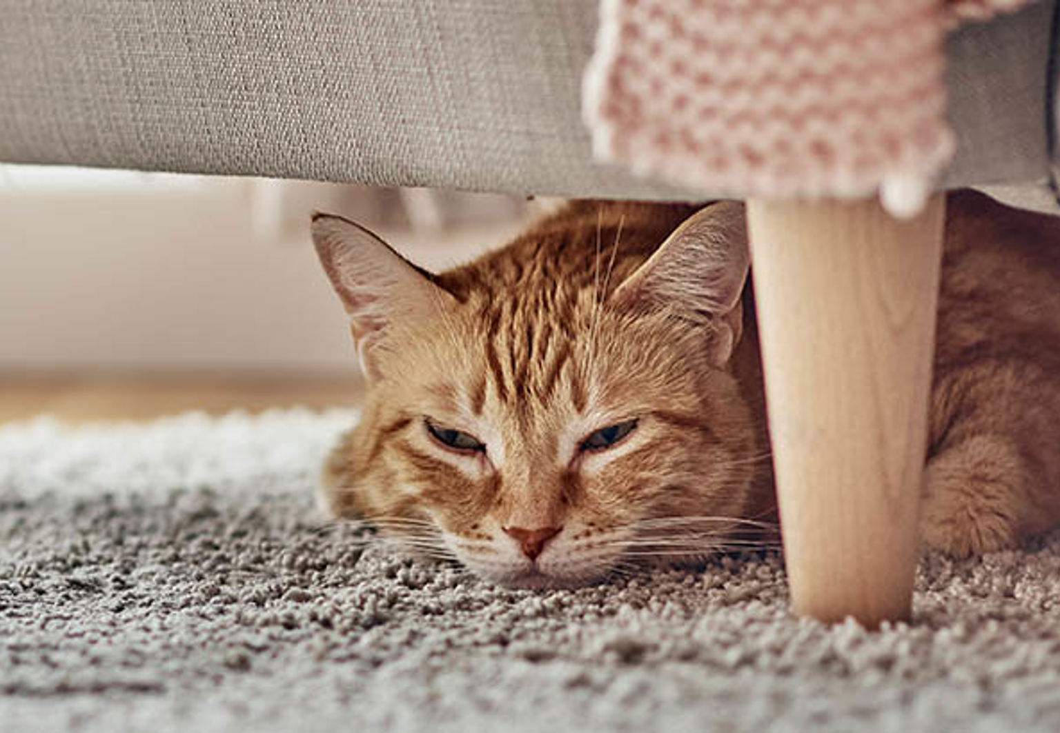 Katt ligger under en fåtölj på en grå matta