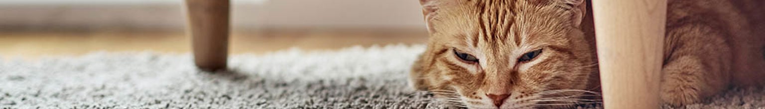 Katt ligger under en fåtölj på en grå matta