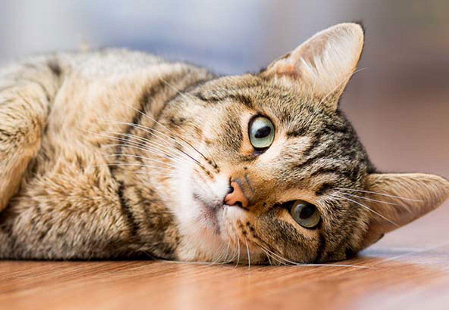 Katt ligger och vilar på ett trägolv