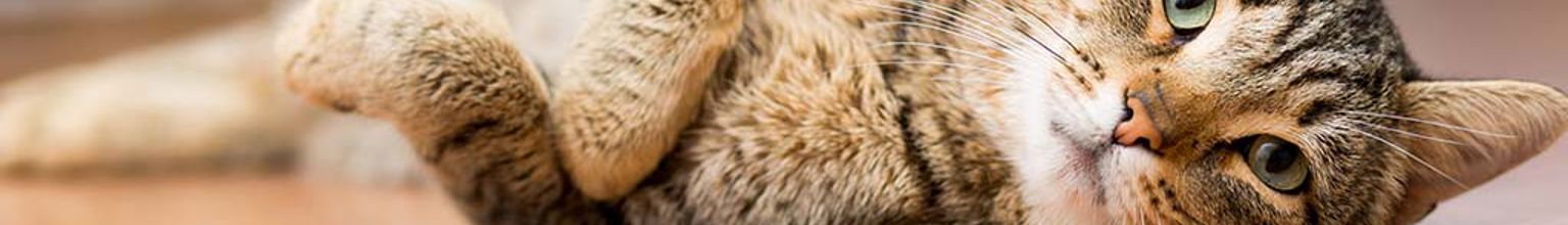 Katt ligger och vilar på ett trägolv