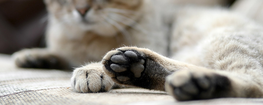 Närbild på kattens tassar