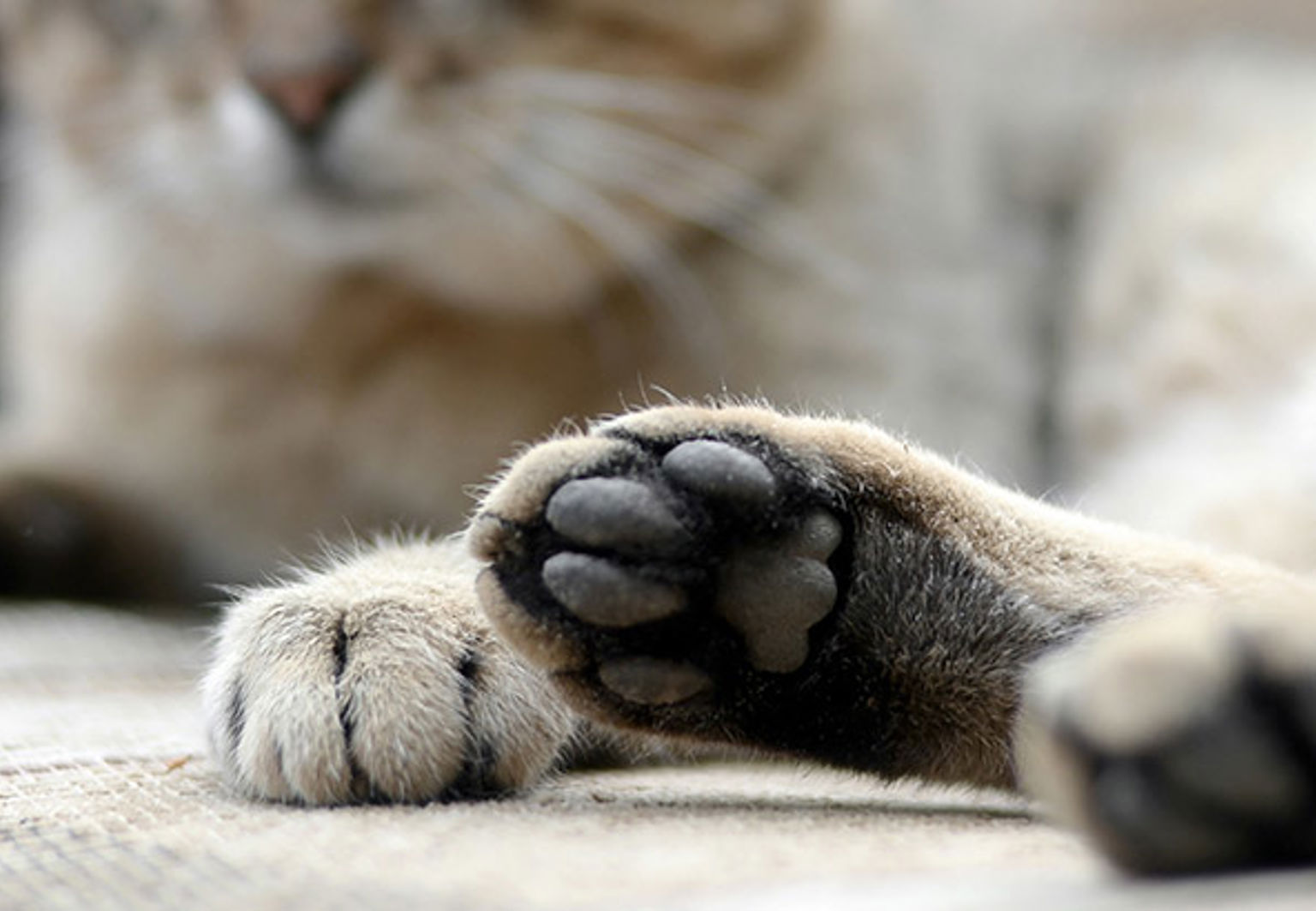 Närbild på kattens tassar