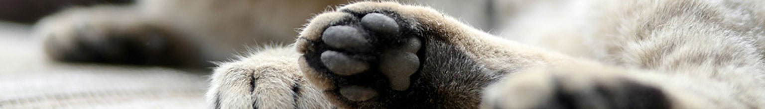 Närbild på kattens tassar