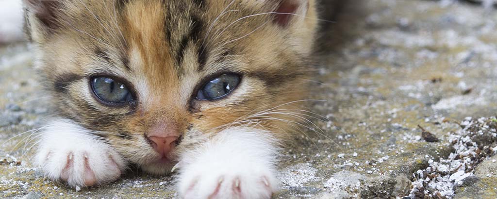 Närbild på kattunge som ligger på en stenmur