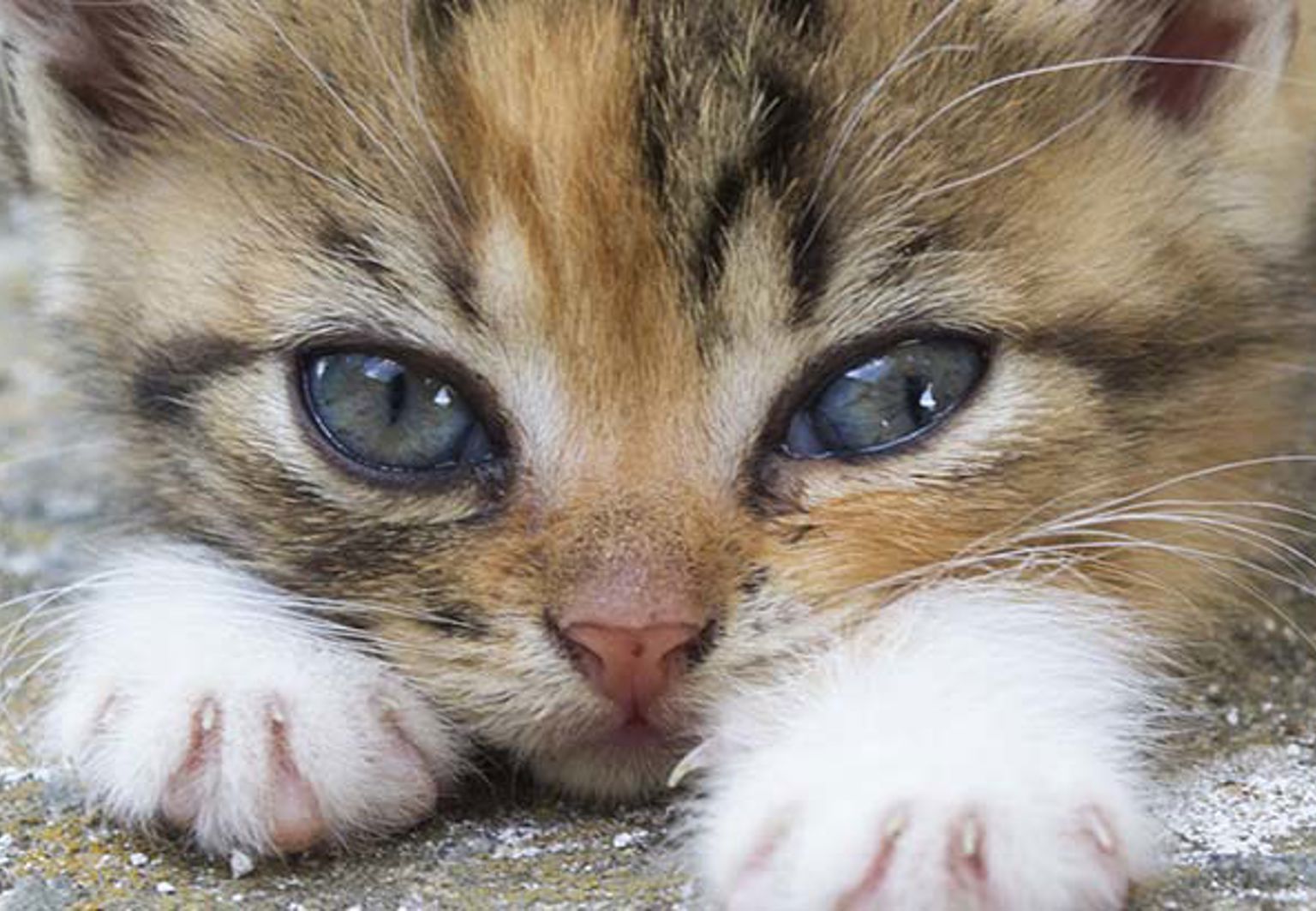 Närbild på kattunge som ligger på en stenmur