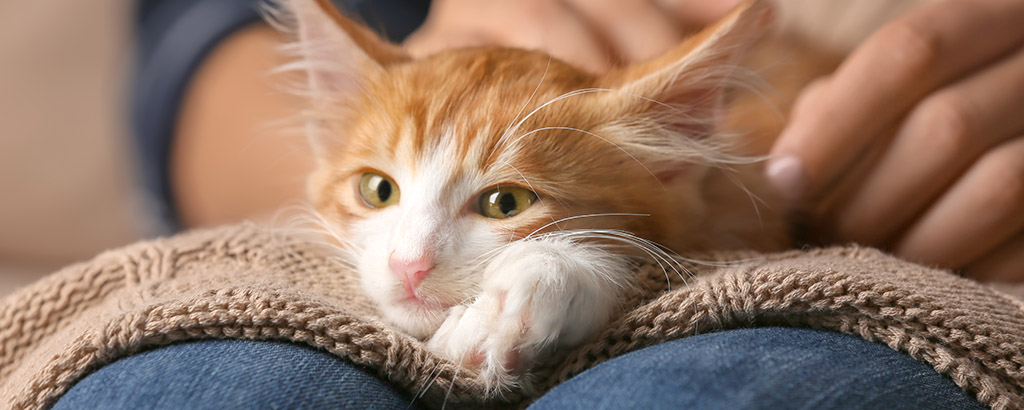 Röt och vit katt ligger på en filt i mattes knä