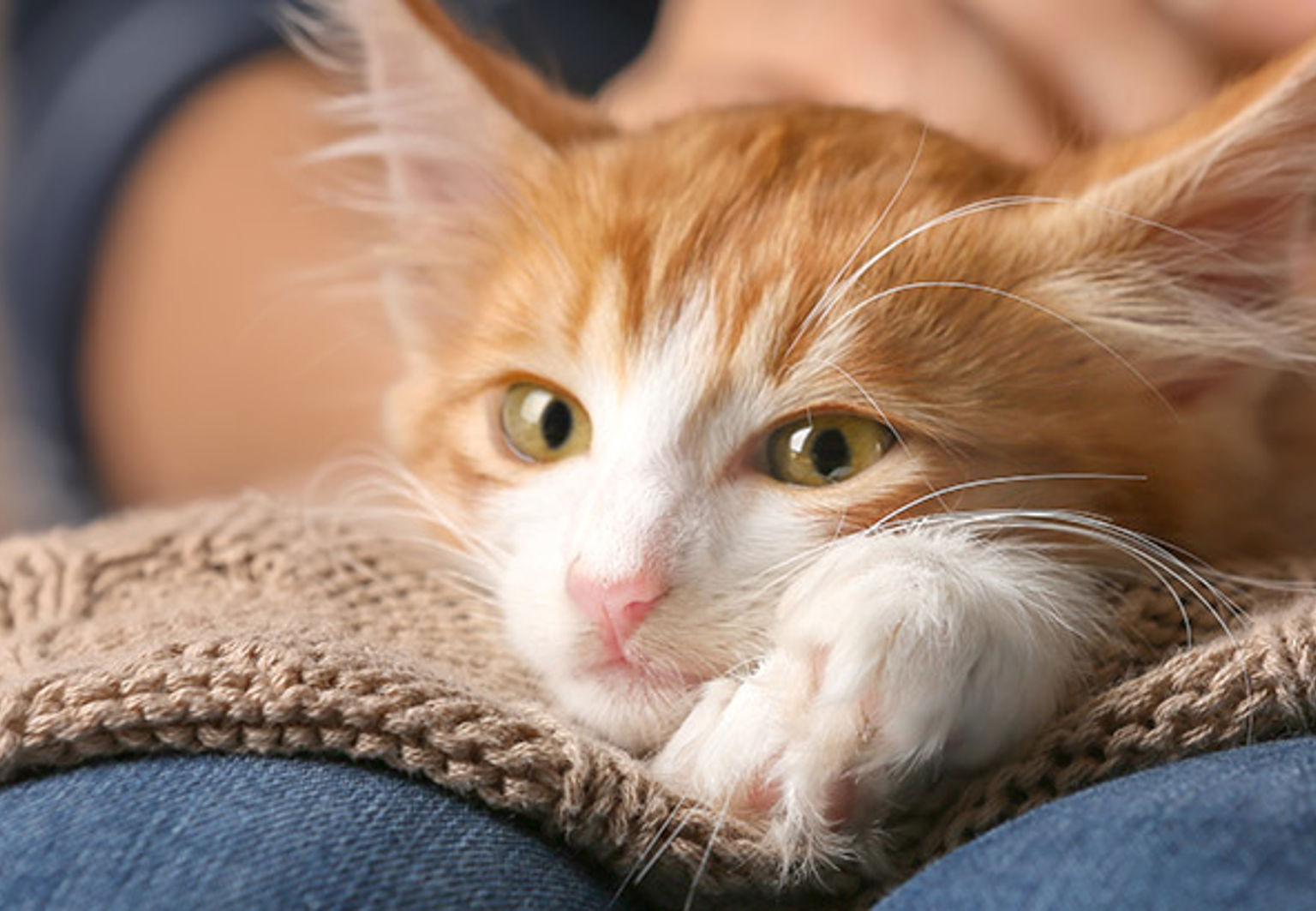 Röt och vit katt ligger på en filt i mattes knä