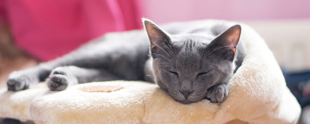 Grå katt av rasen korat ligger i sin kattsäng och sover