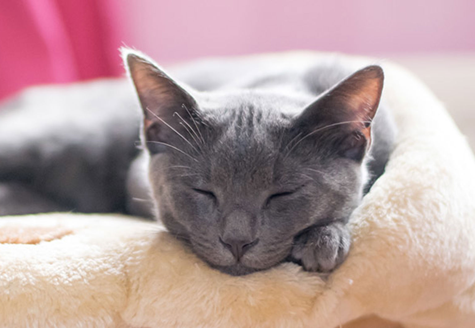 Grå katt av rasen korat ligger i sin kattsäng och sover