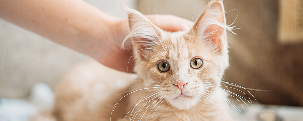 Kattunge av rasen maine coon