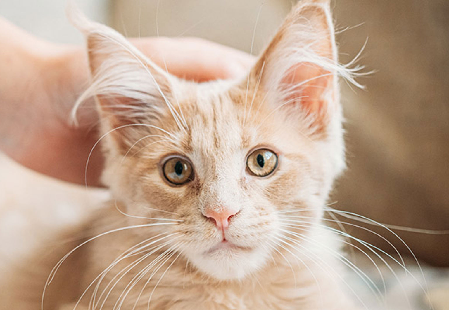 Kattunge av rasen maine coon