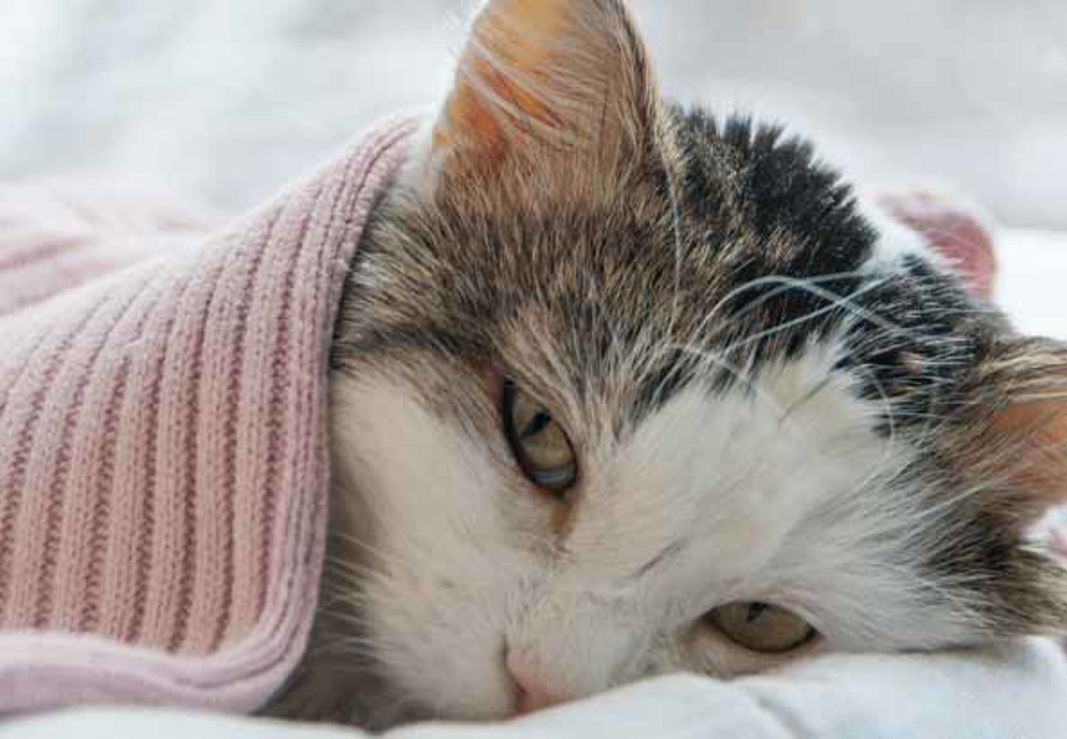 Katt ligger och vilar med en filt över sig