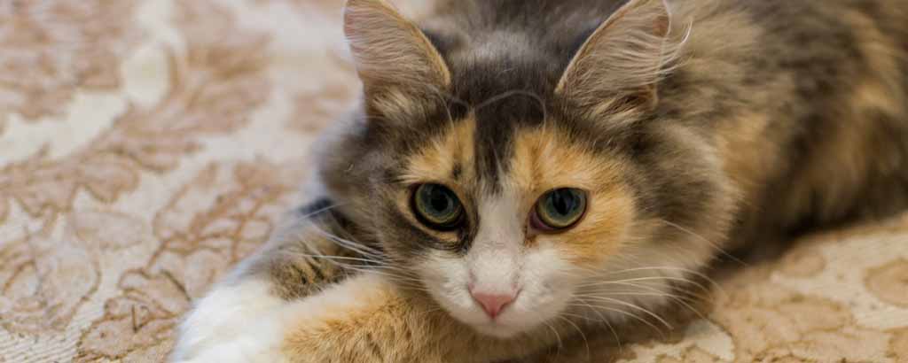 Katt ligger på en mönstrad matta