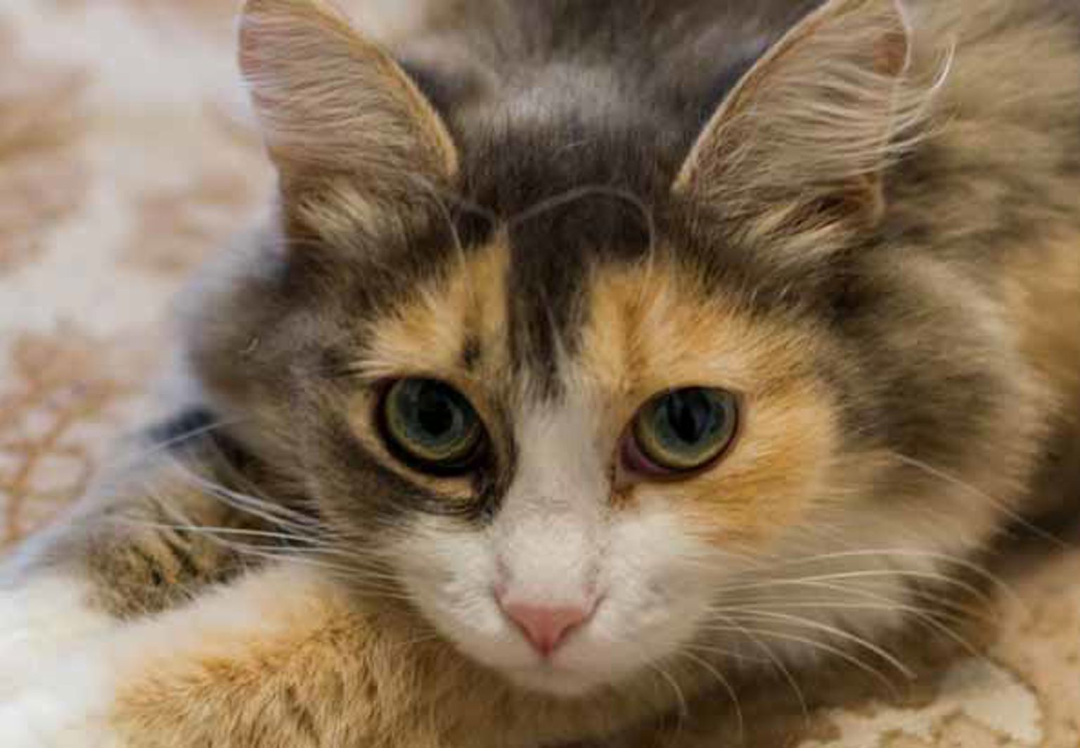 Katt ligger på en mönstrad matta