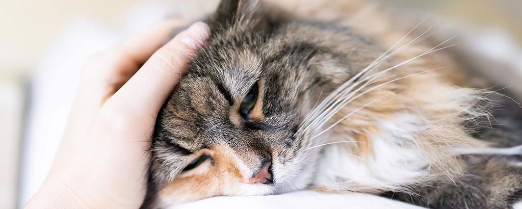Trött katt som blir klappad på huvudet