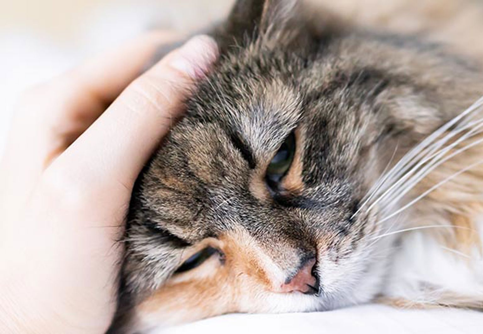 Trött katt som blir klappad på huvudet