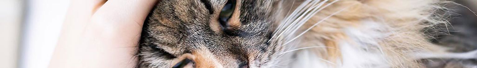 Trött katt som blir klappad på huvudet