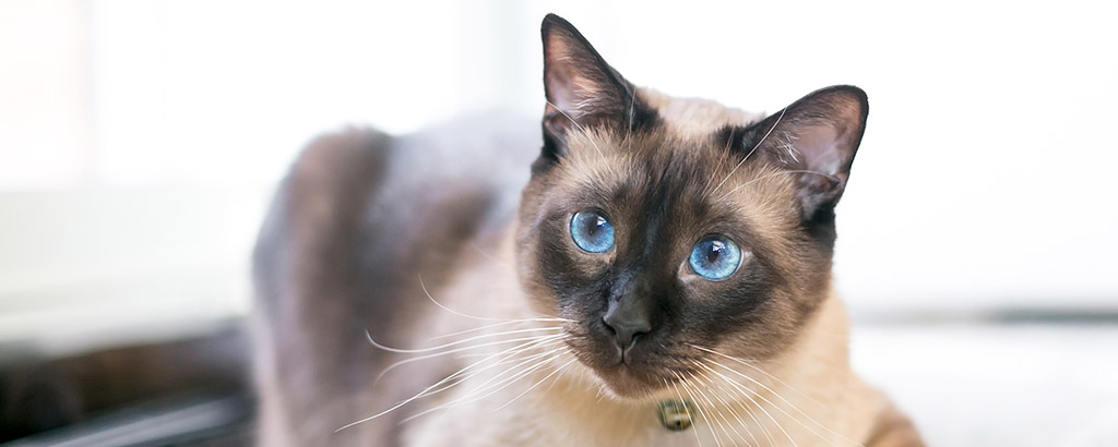 Katt med klarblå ögon