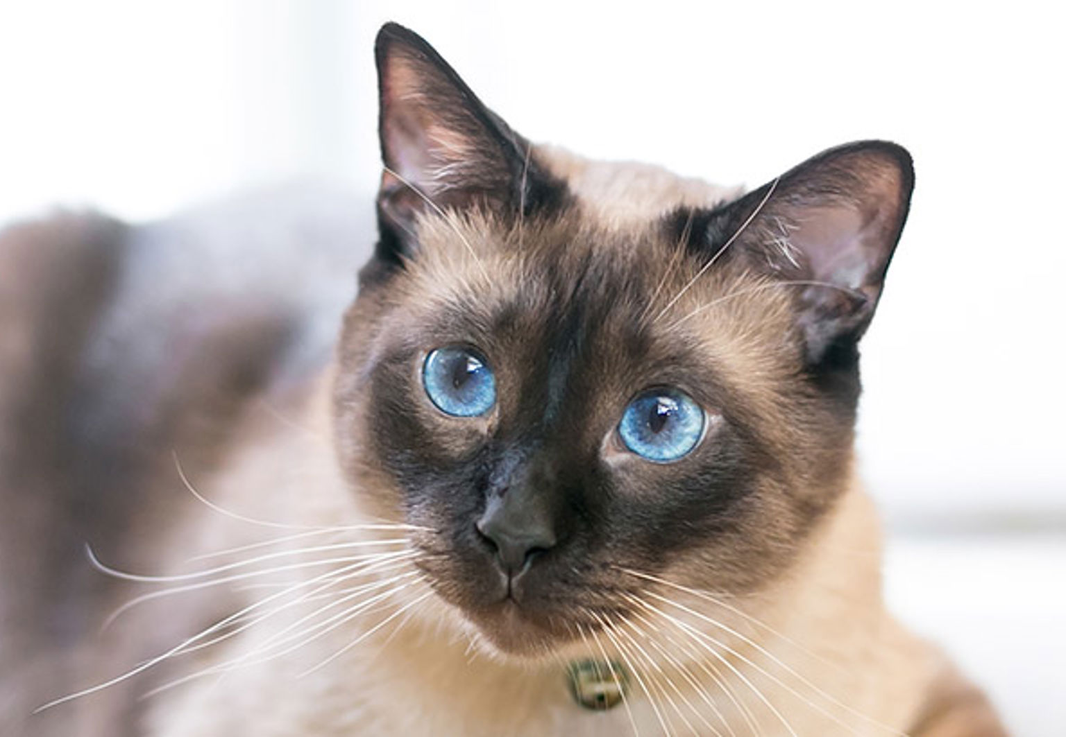 Katt med klarblå ögon