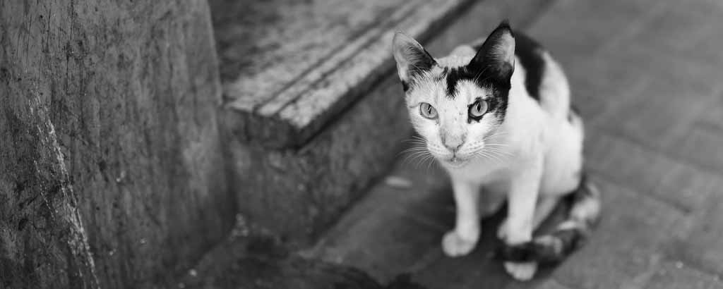 Gatukatt sitter utanför en port