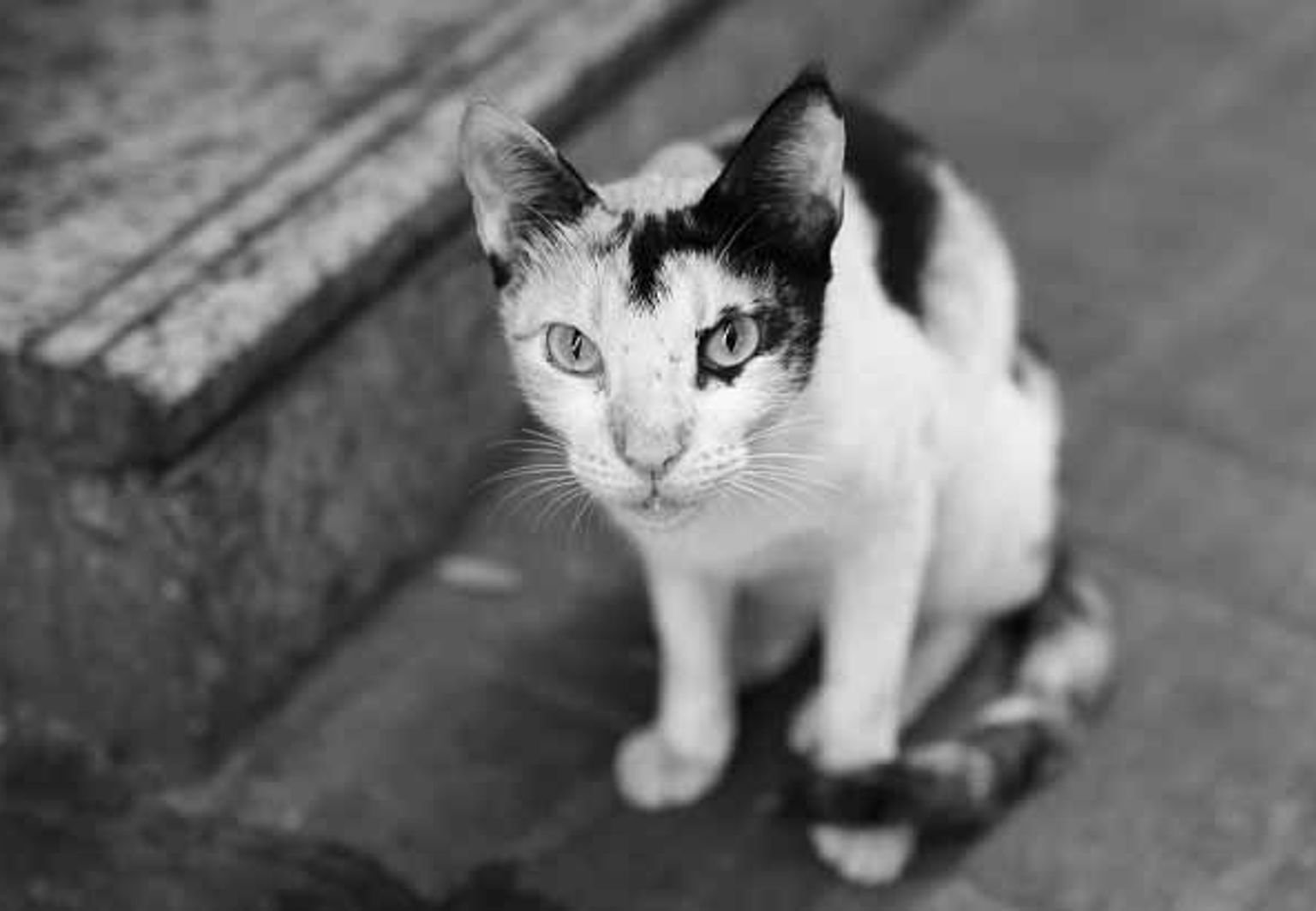 Gatukatt sitter utanför en port