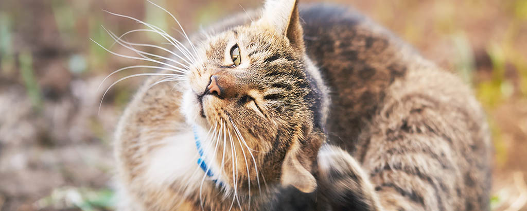 Katt med blått halsband som kliar sig bakom örat.