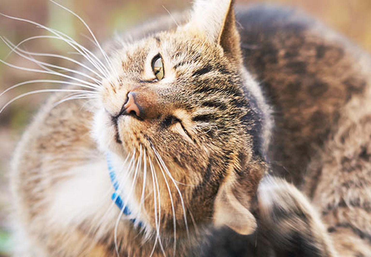 Katt med blått halsband som kliar sig bakom örat.