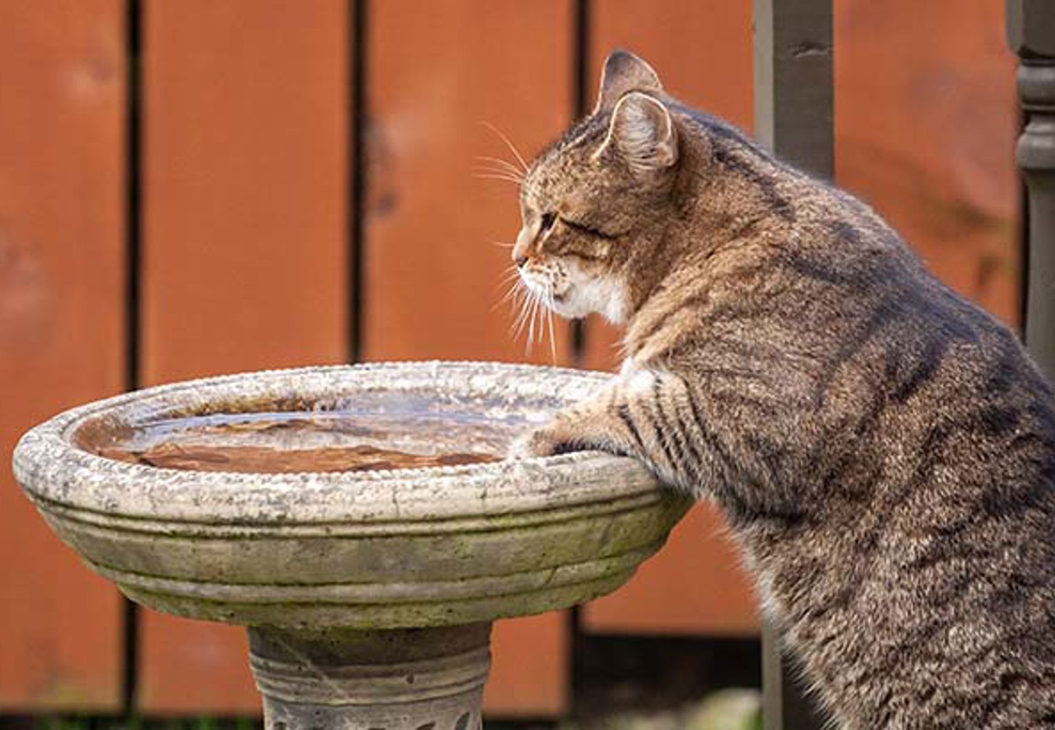 En katt med tassarna i en vattenfontän