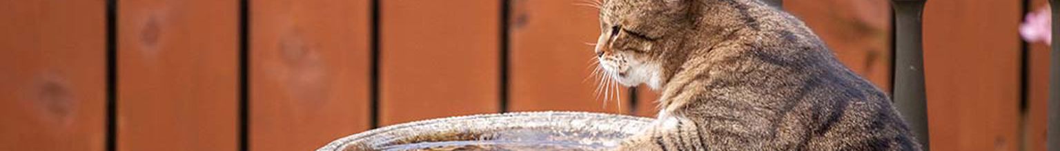 En katt med tassarna i en vattenfontän