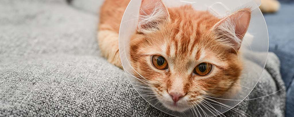 Katt ligger i soffan med skyddskrage runt halsen