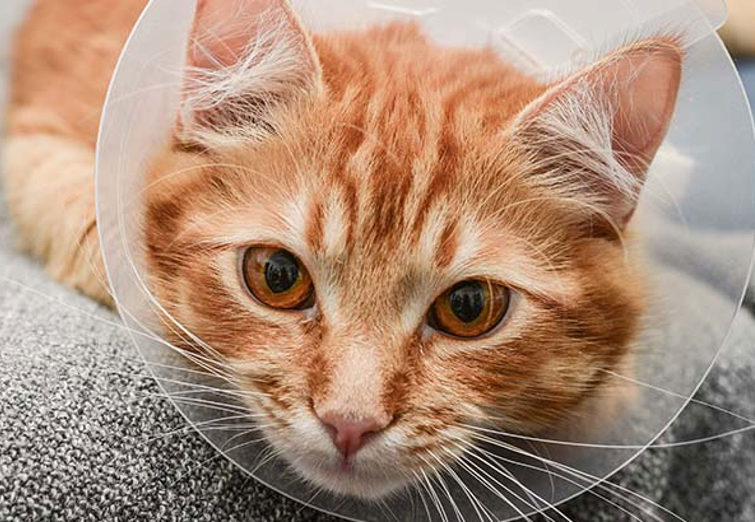 Katt ligger i soffan med skyddskrage runt halsen