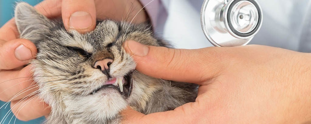 Katt som gör obekväm grimas när veterinären försöker se in i kattens mun