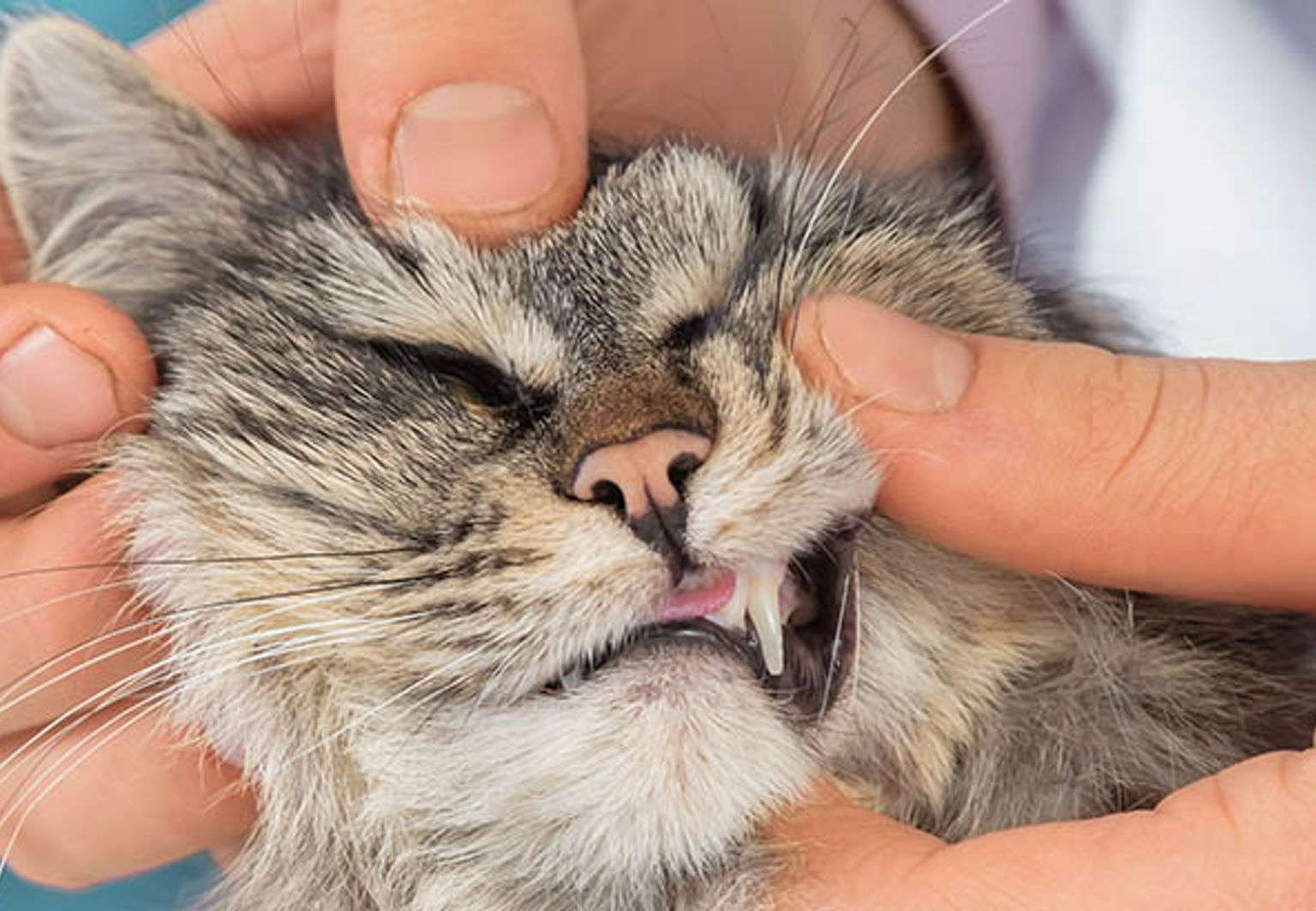 Katt som gör obekväm grimas när veterinären försöker se in i kattens mun