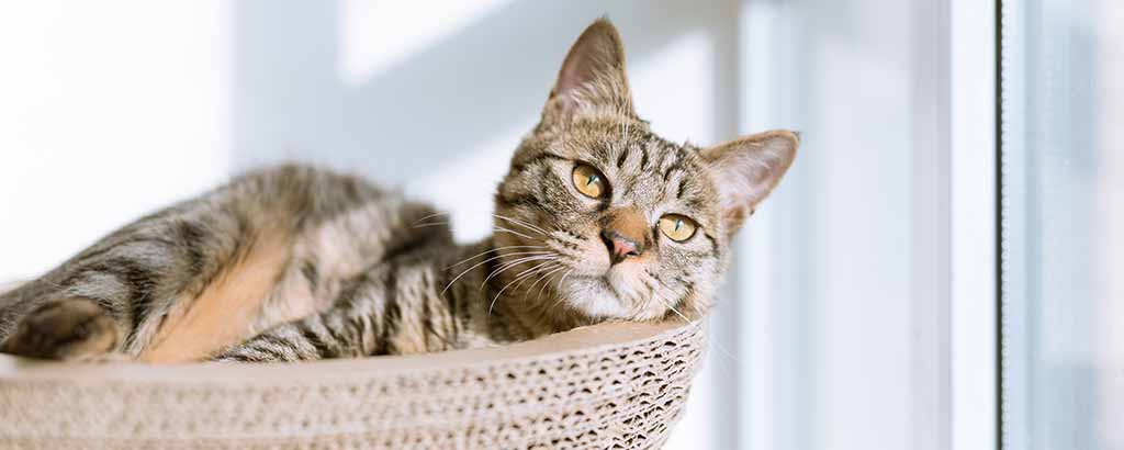 Katt ligger och vilar i en kattkorg