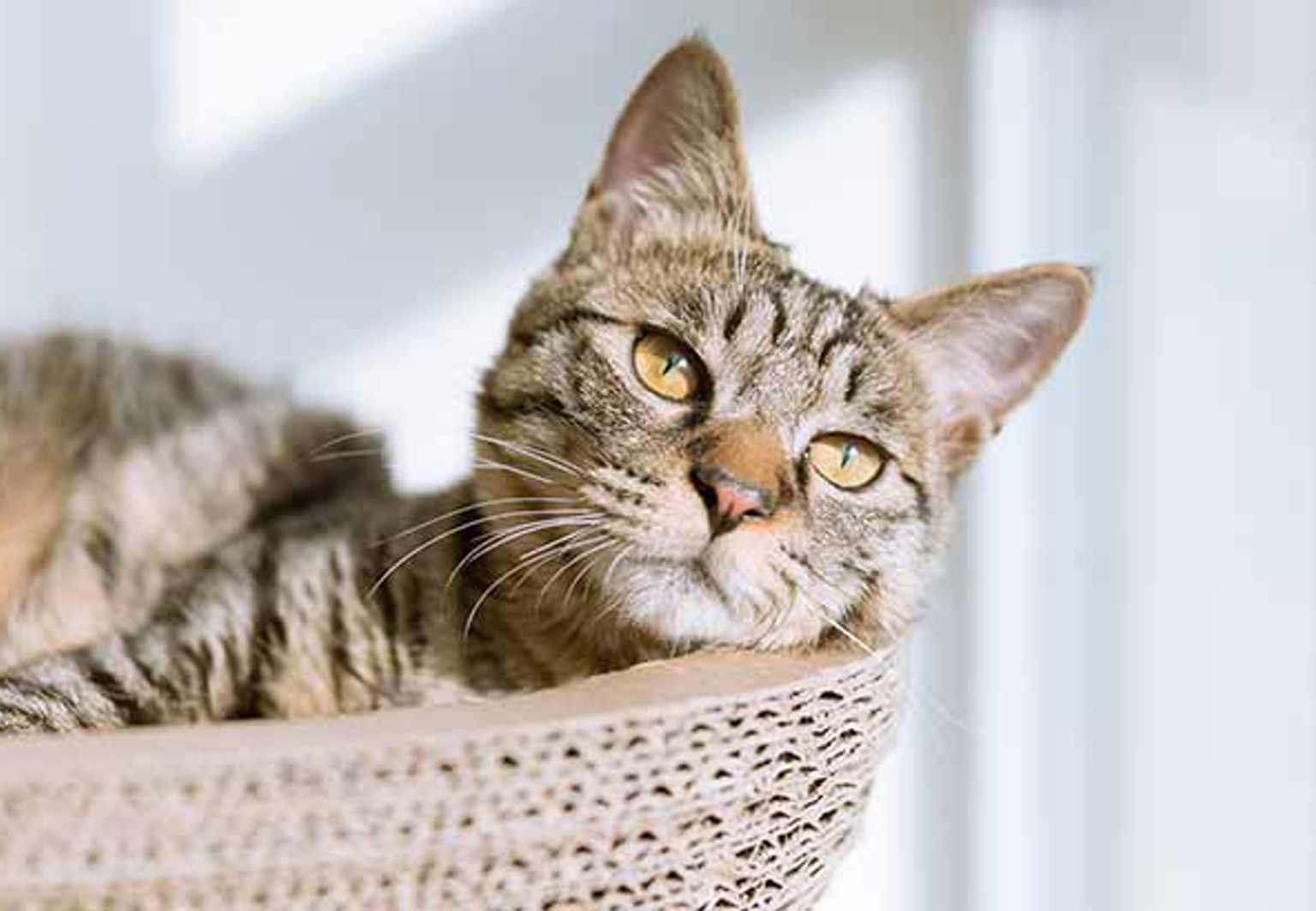 Katt ligger och vilar i en kattkorg