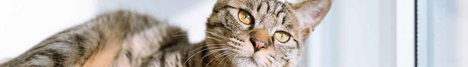 Katt ligger och vilar i en kattkorg