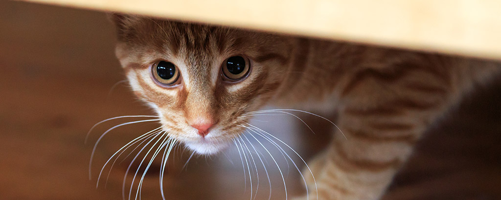 Katt som hukar sig under ett bord