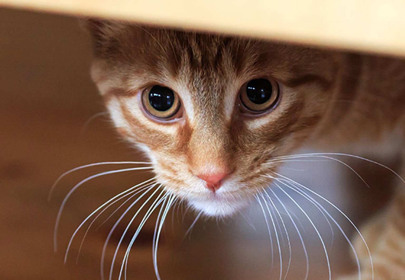 Katt som hukar sig under ett bord