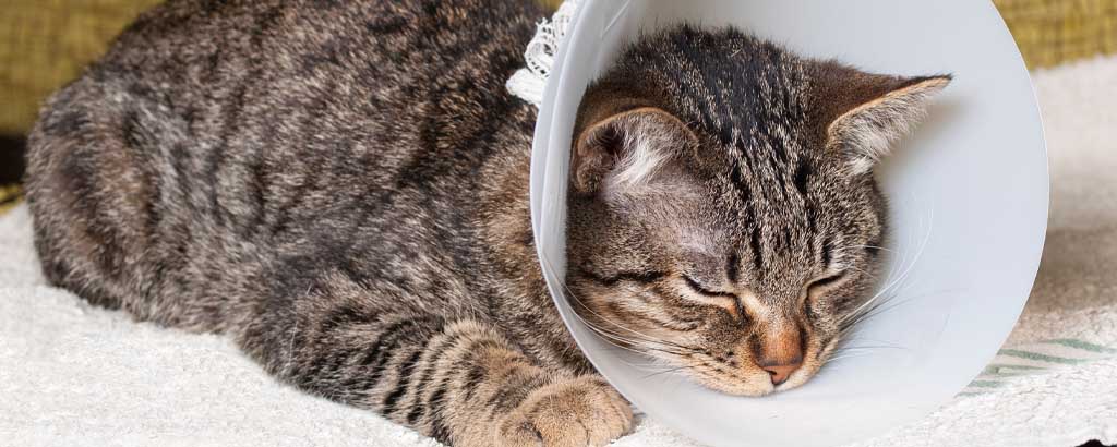 Katt vilar med en skyddskrage runt halsen