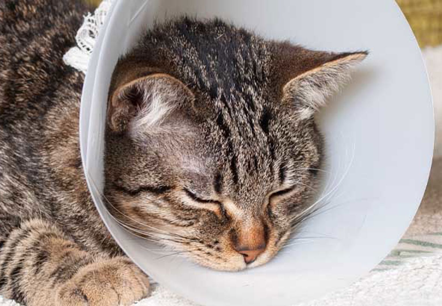 Katt vilar med en skyddskrage runt halsen