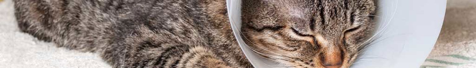 Katt vilar med en skyddskrage runt halsen