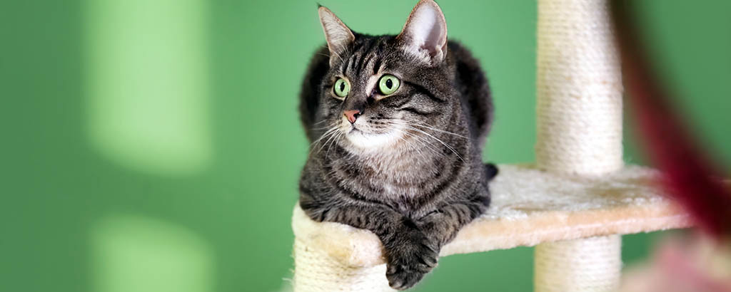 En katt ligger på en klösmöbel