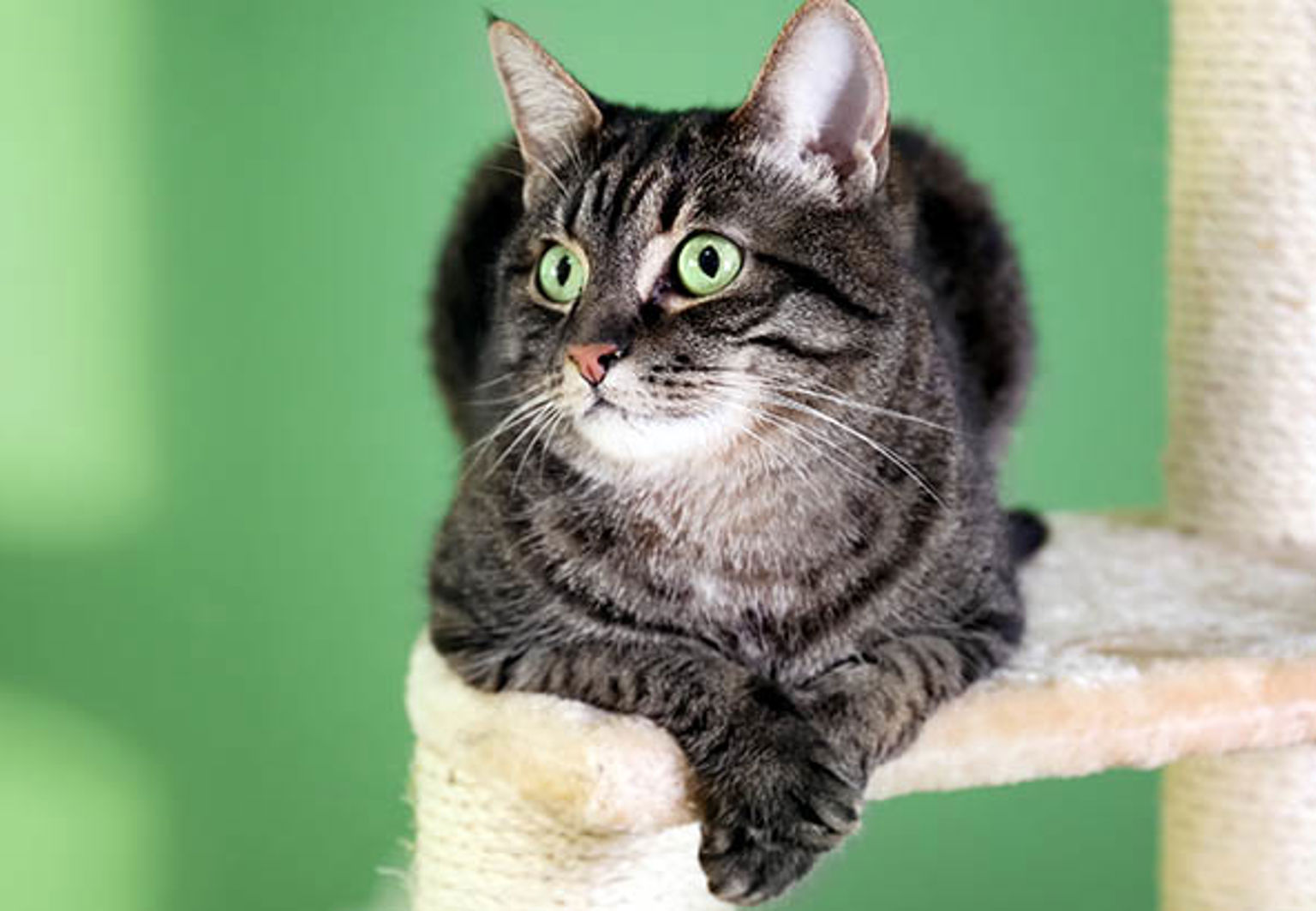 En katt ligger på en klösmöbel