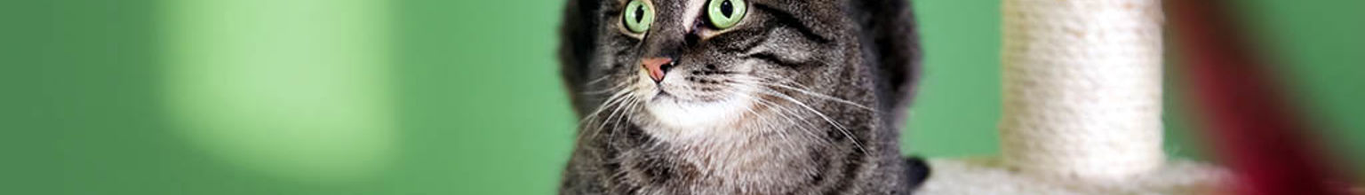 En katt ligger på en klösmöbel