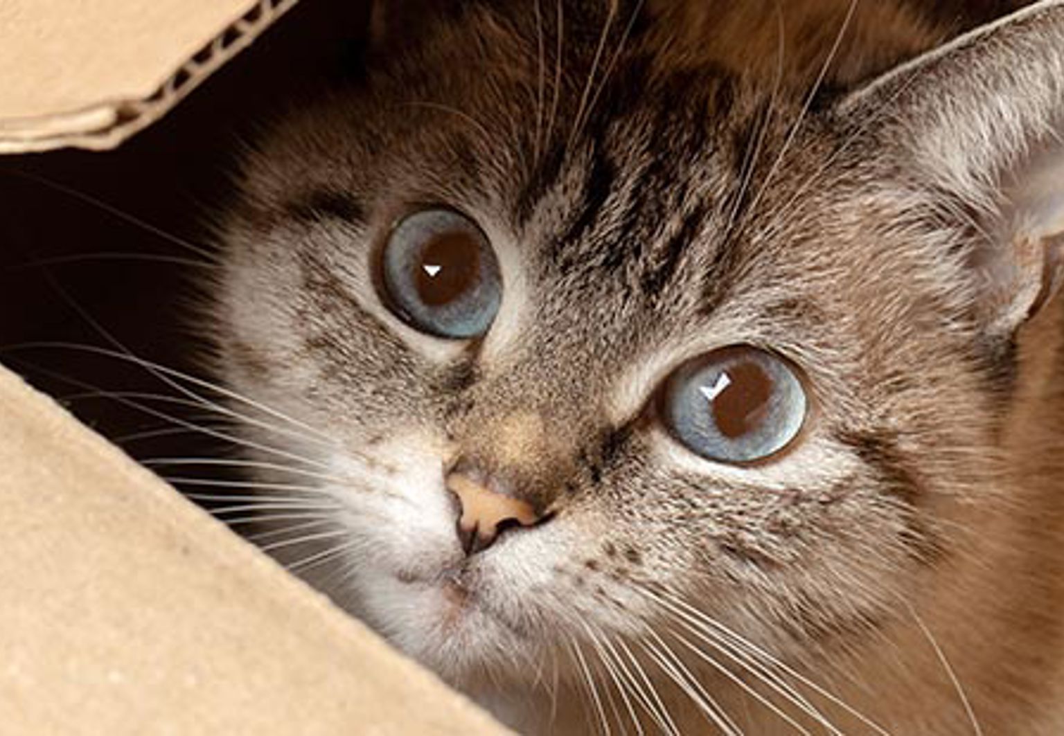 Katt tittar upp ur en kartonglåda