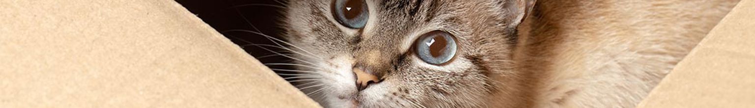 Katt tittar upp ur en kartonglåda