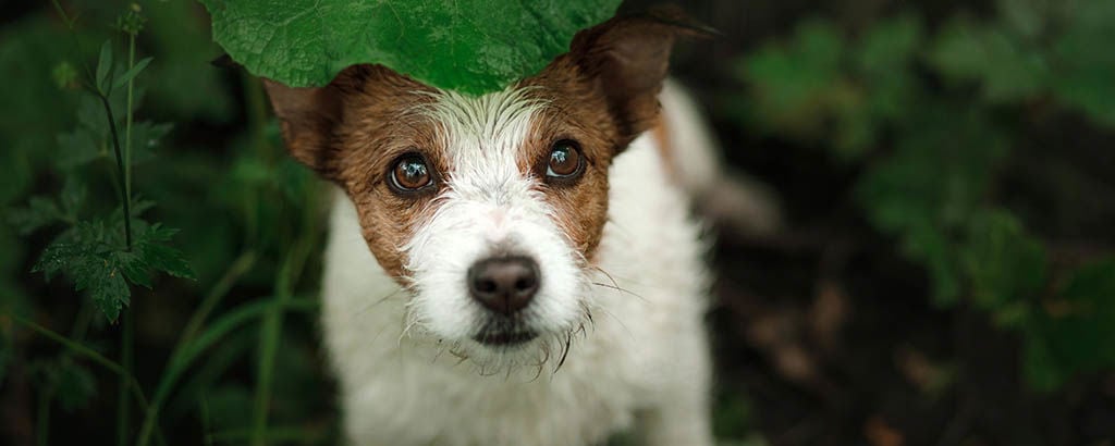 Hund gömmer sig ute bland buskage