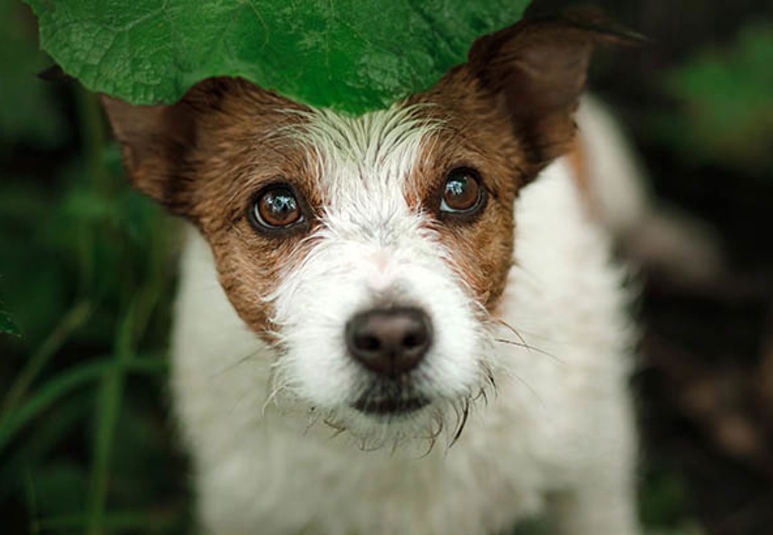 Hund gömmer sig ute bland buskage