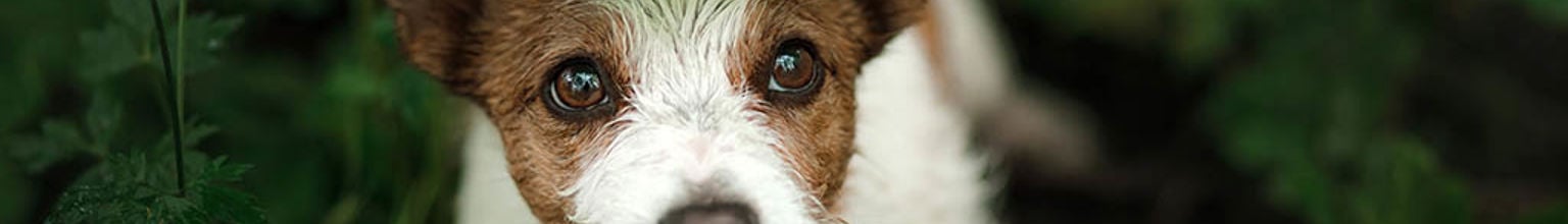 Hund gömmer sig ute bland buskage