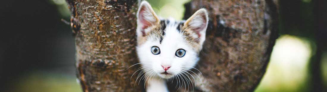 kattunge busar i ett litet träd